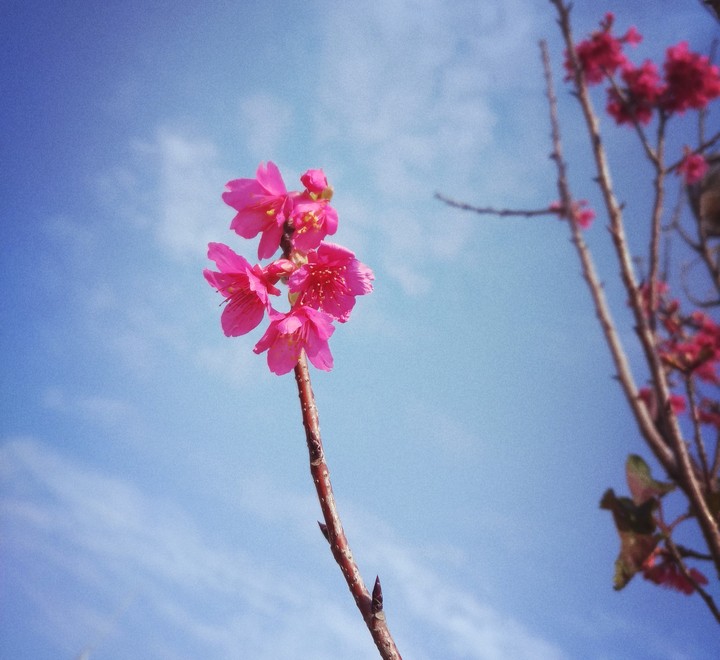 櫻花