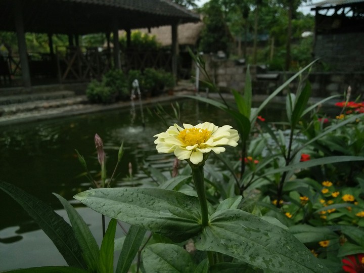 flower