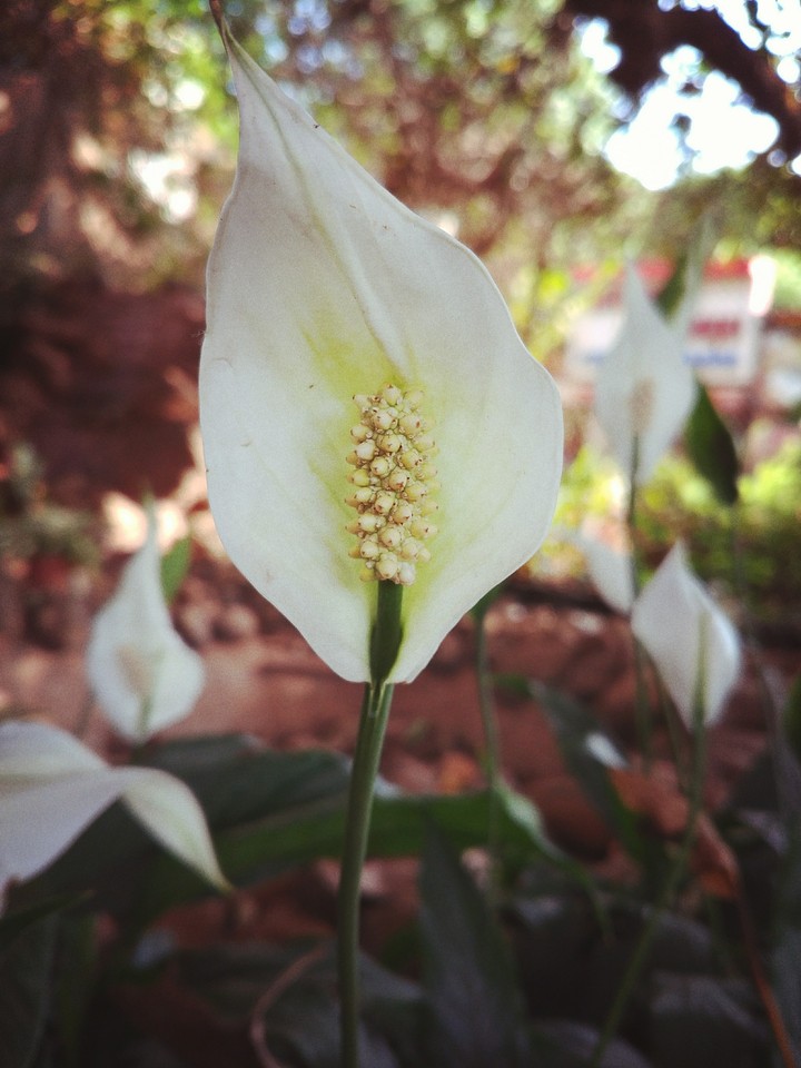 flower