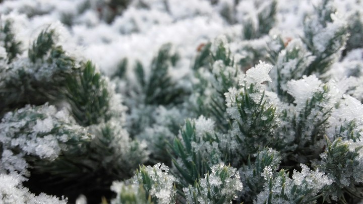 Pine-bush