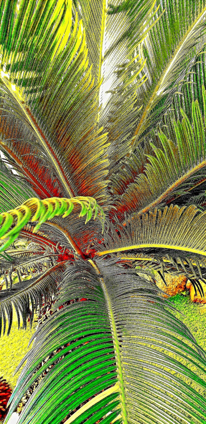 Palm , flower
