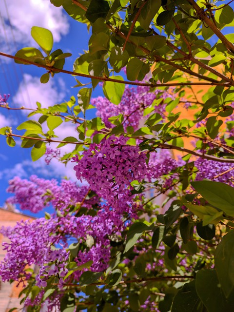 sky, botany Hintergrundbilder