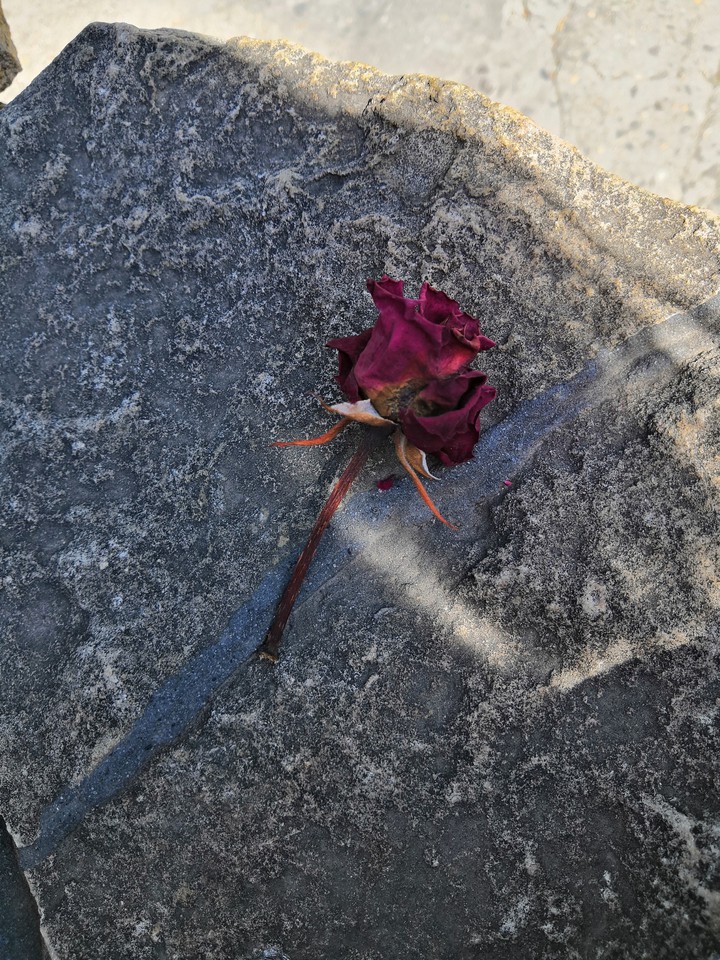 Rose on the stone