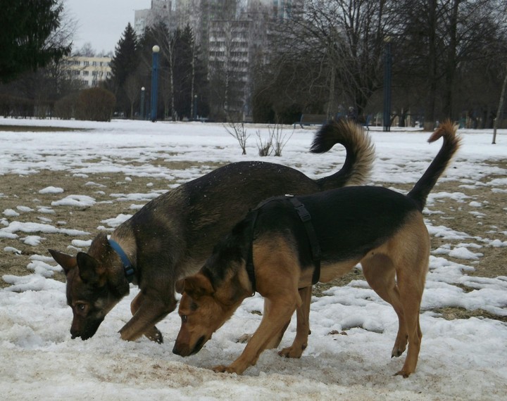 dogs