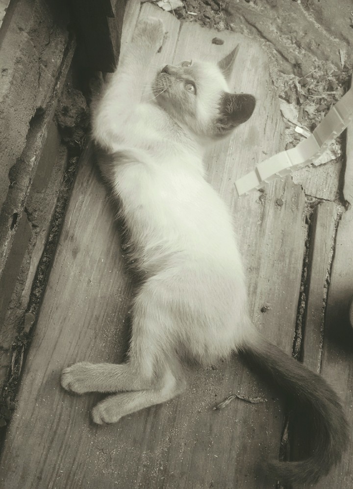 lovely cat