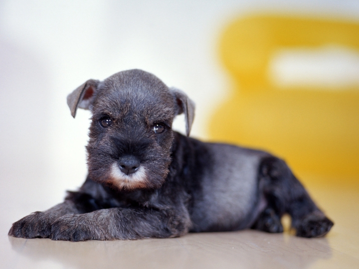 cão
