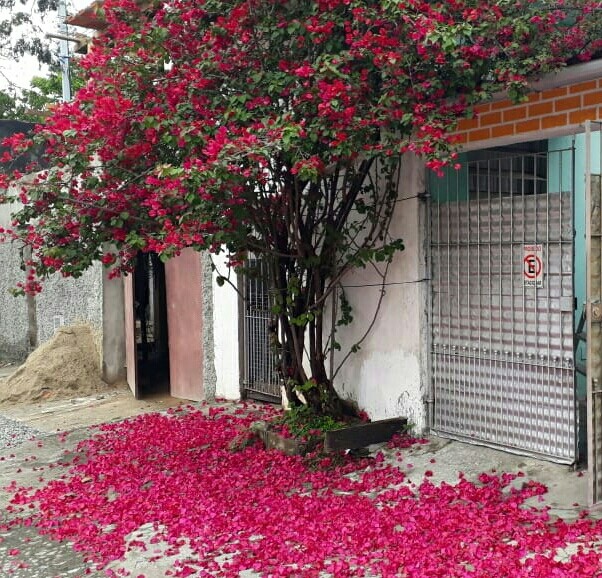 Primavera