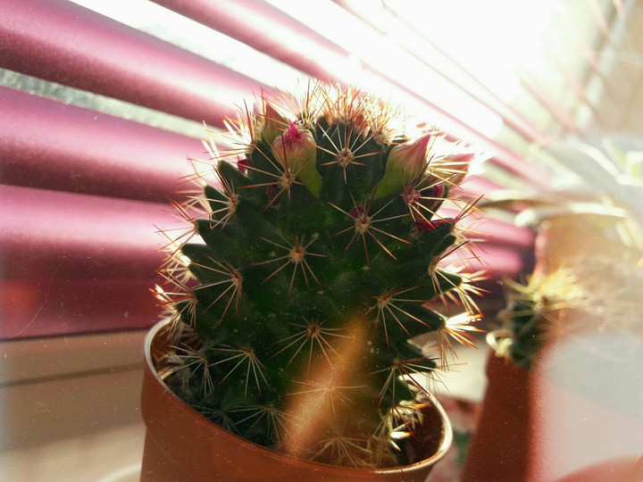 cactus
