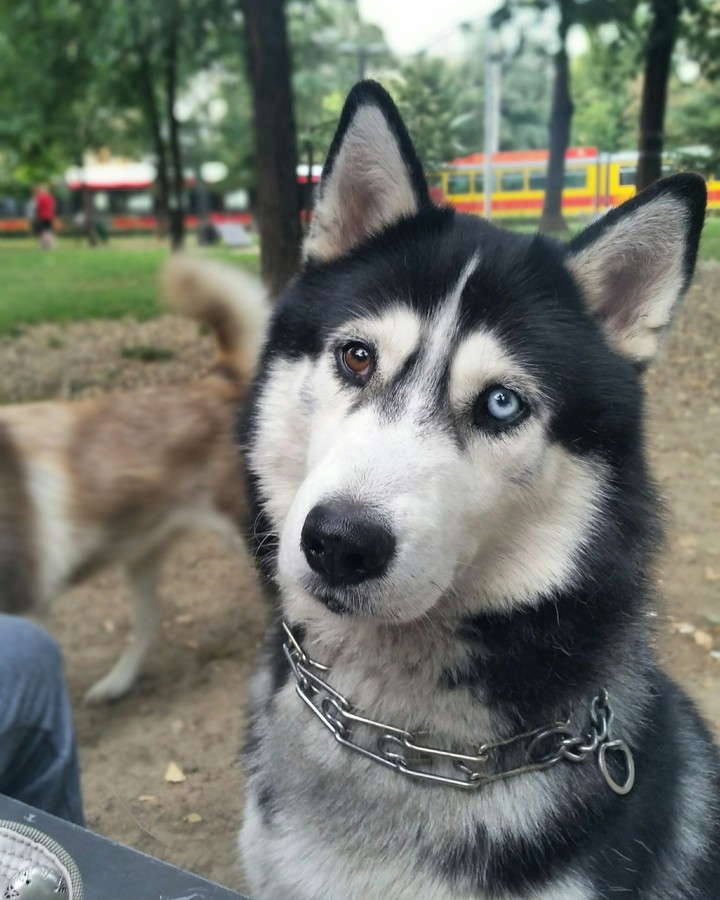 Siberian husky