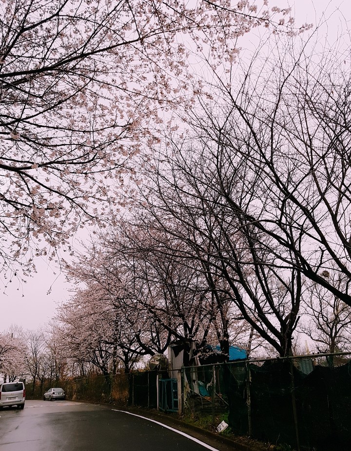 비오는날 벚꽃들