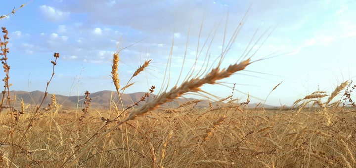nature