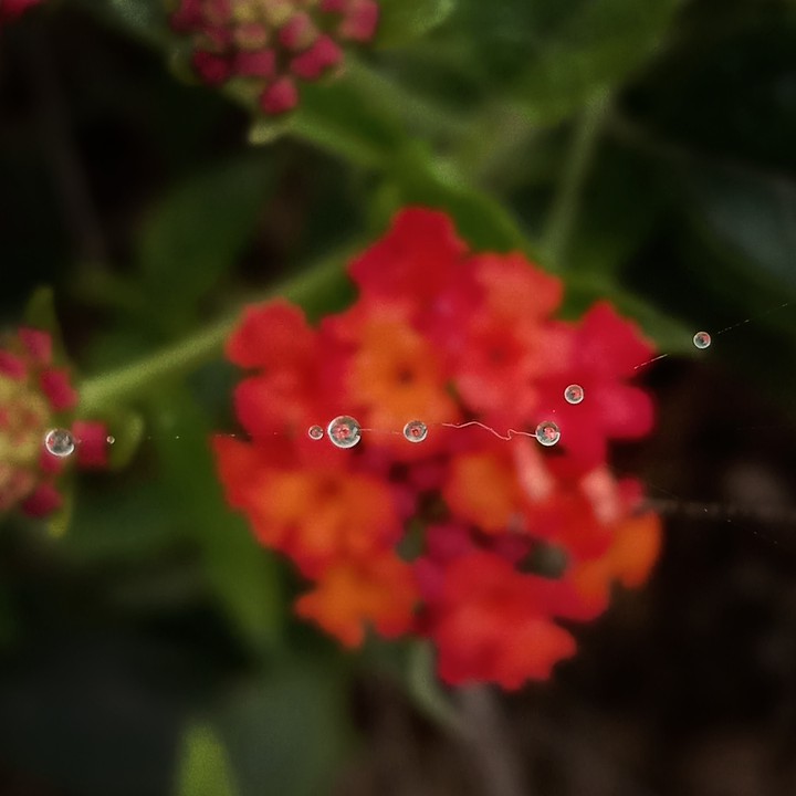 drops line