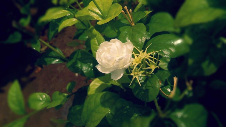 italian jasmine