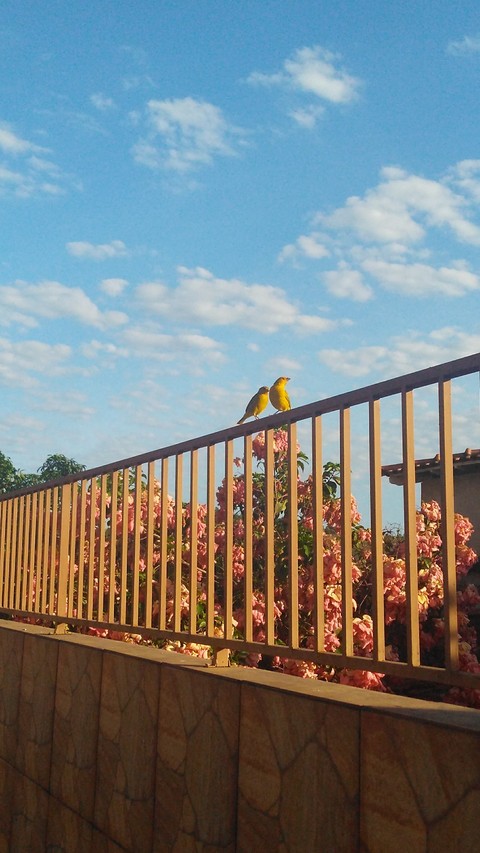 Birds