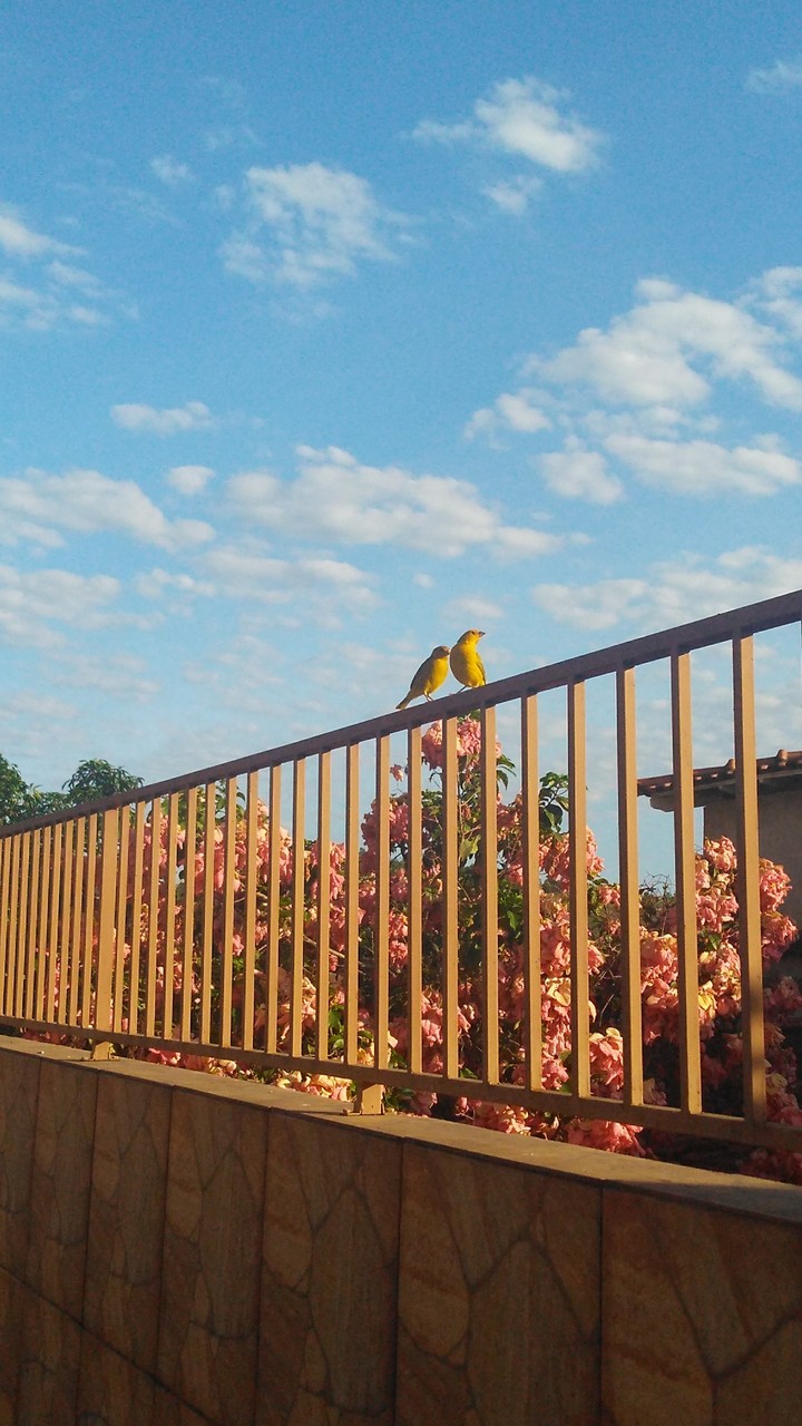 Birds