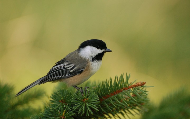 Bird