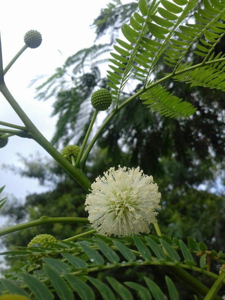 Natureza
