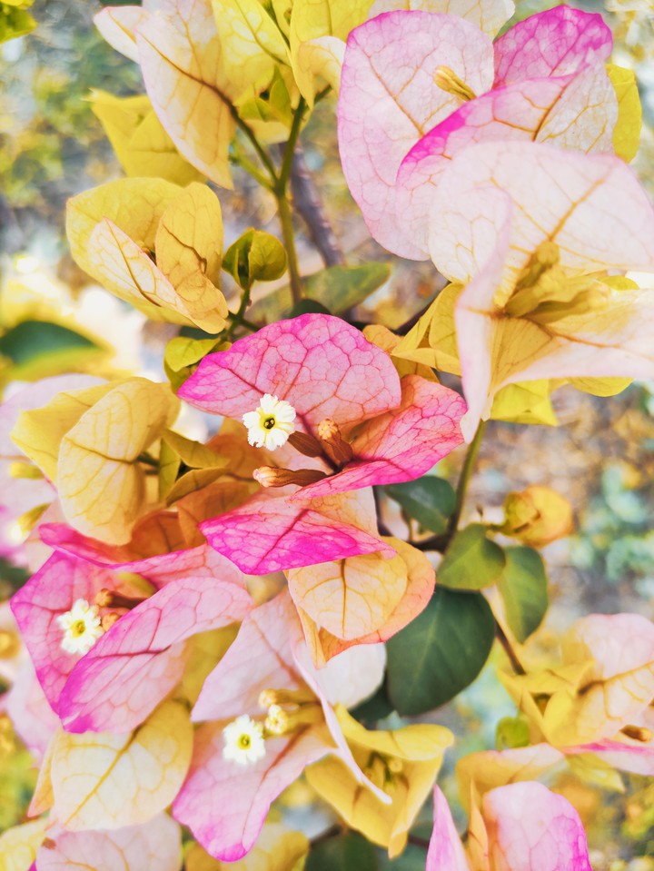 Beautiful flower ?