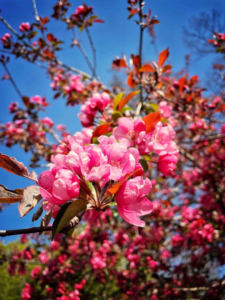 Cherry blossom