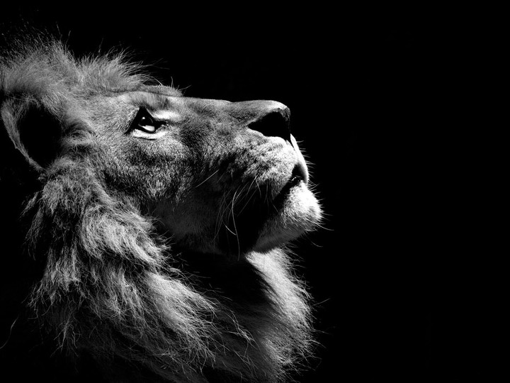 Faithful Lion
