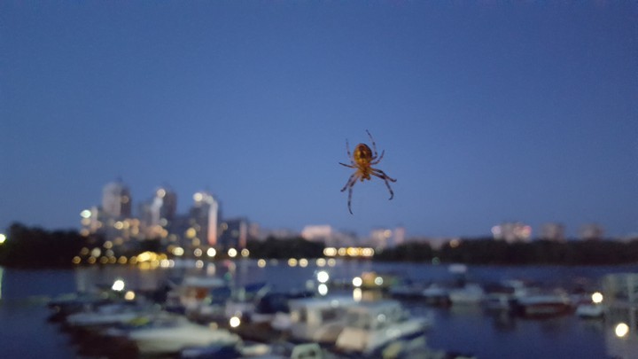 Dnipro river and spider