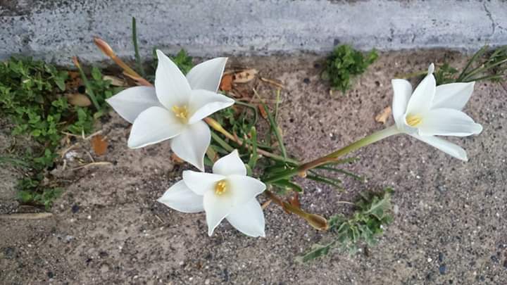 flores