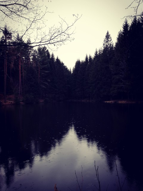 a small pond in the woods on a rainy day