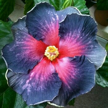 flor2