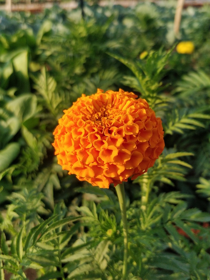 Sunkissed Marigold