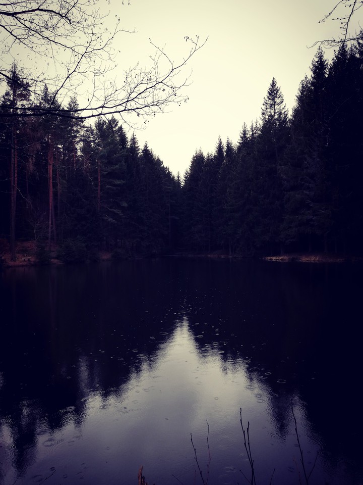 a small pond in the woods on a rainy day