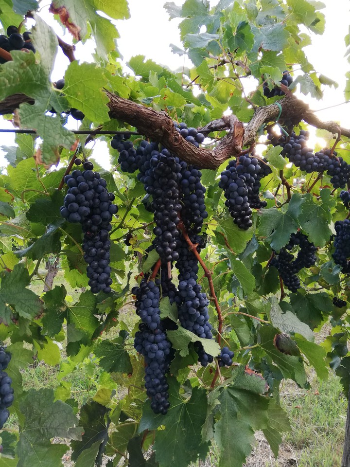only the best grapes for the best wine