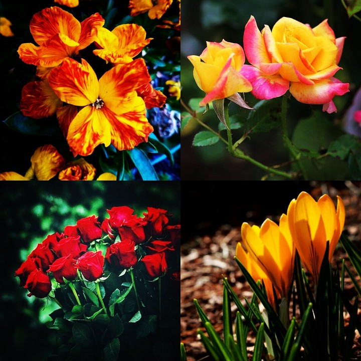 les fleurs
