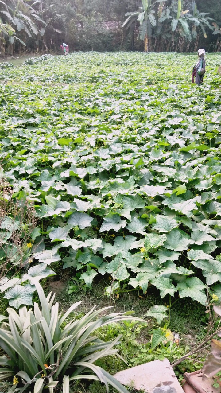 cucumber graden