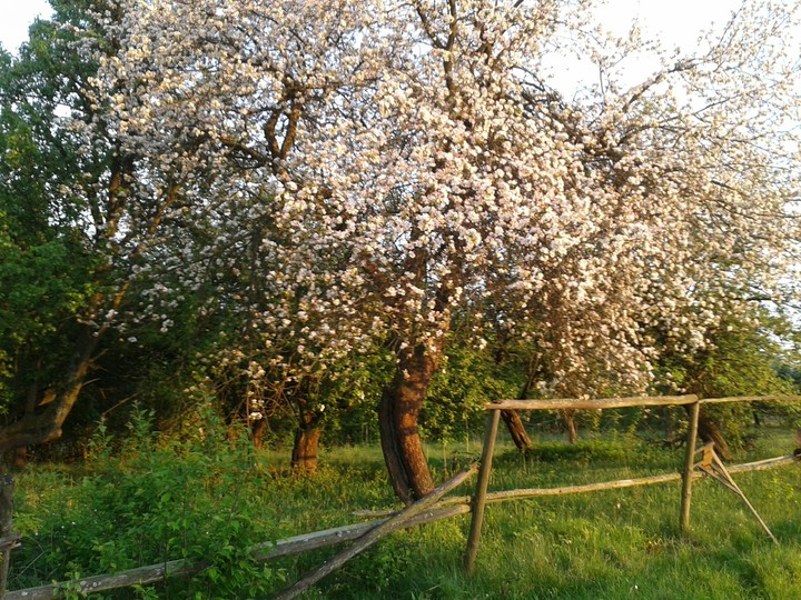 Village