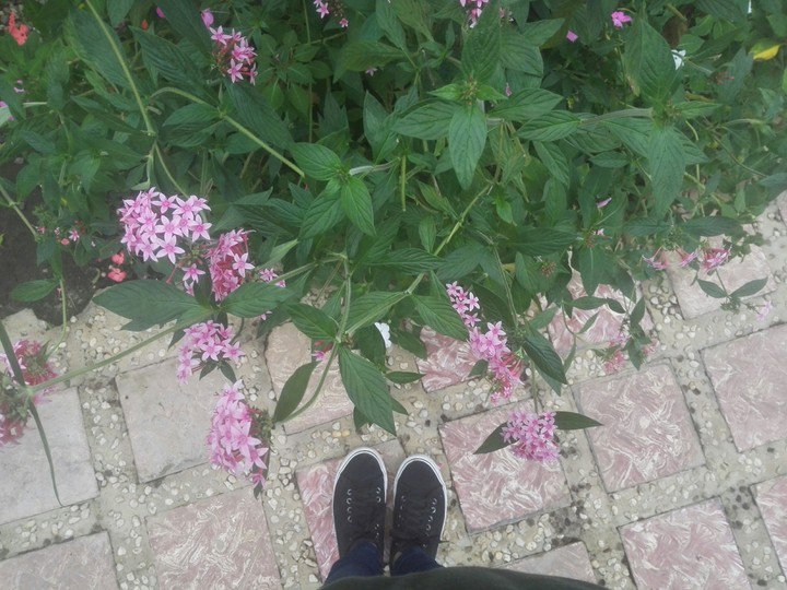 Pink Flowers