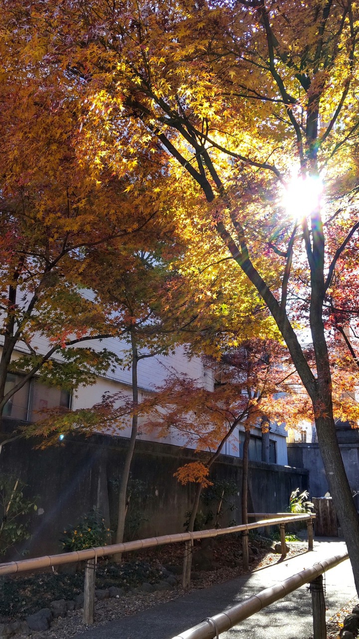Autumn leaves
