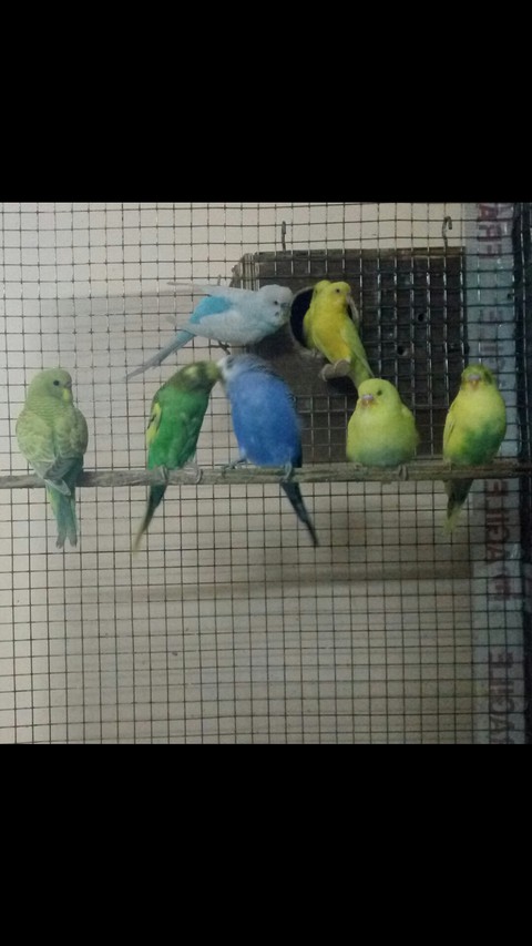 обои parakeet, lorikeet