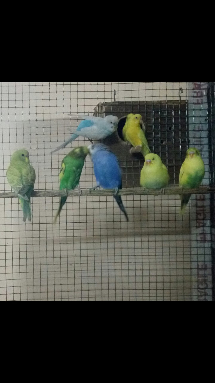 ,(✿ ♡‿♡)