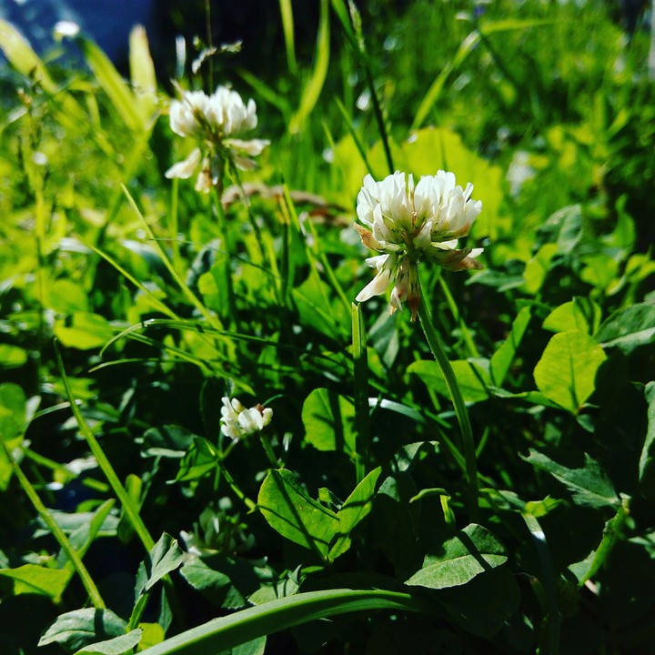 grass