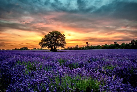 lavanda