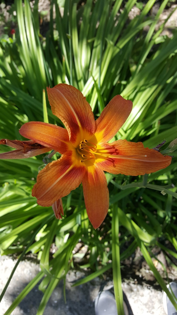 Orange Flower