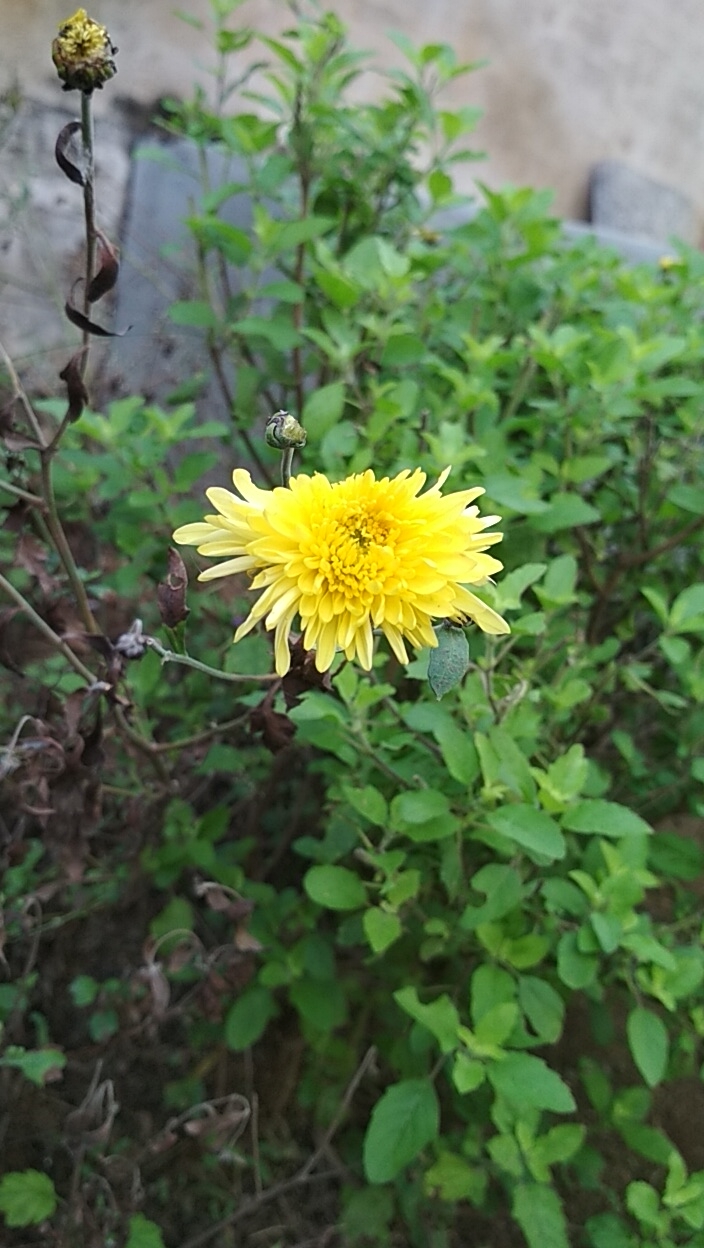 indian gardan flower