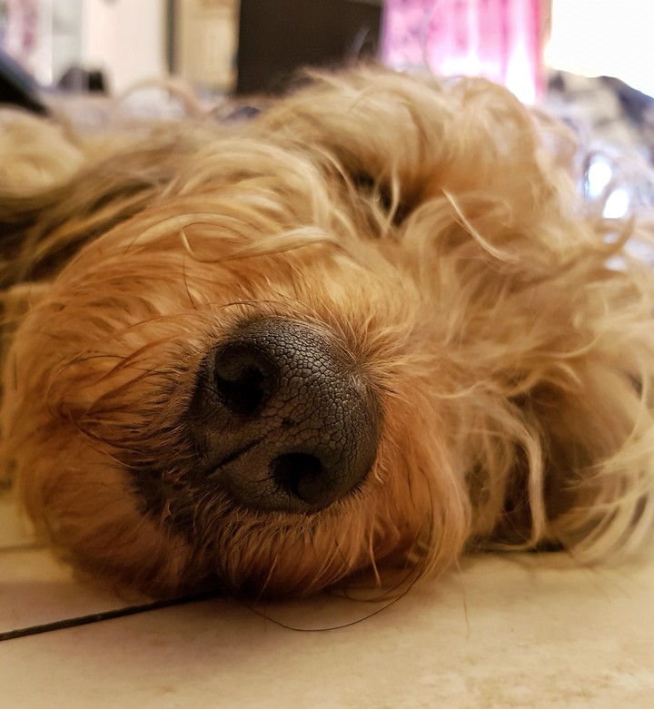 dog