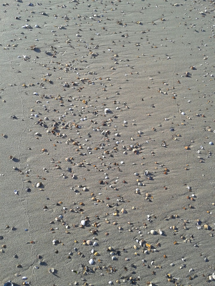Shells on the beach