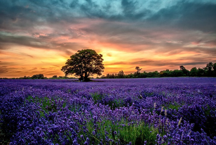 lavanda