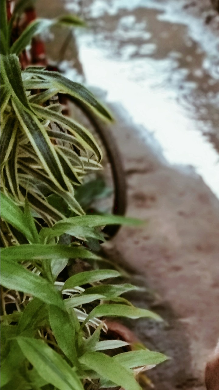 nature