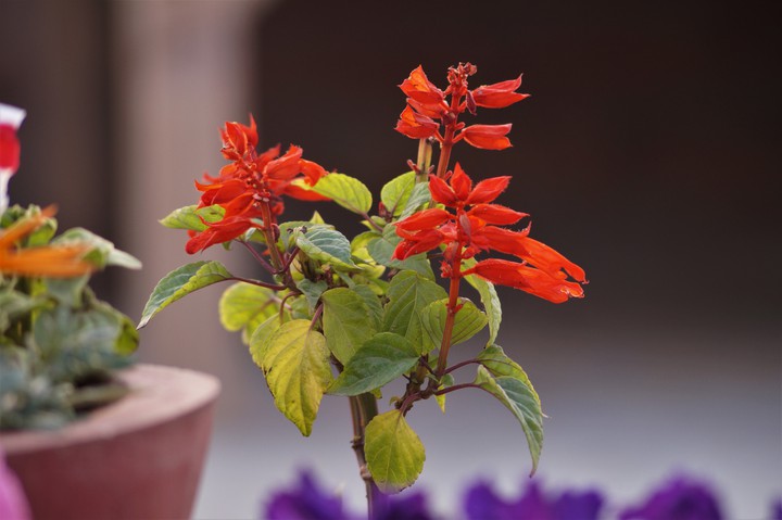 flowers
