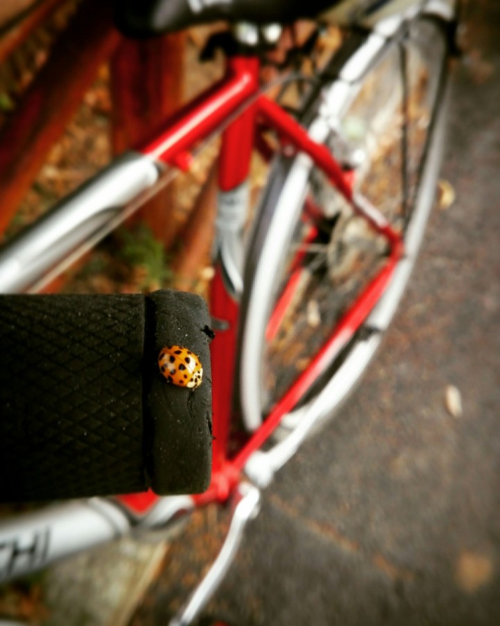 Coccinella.
