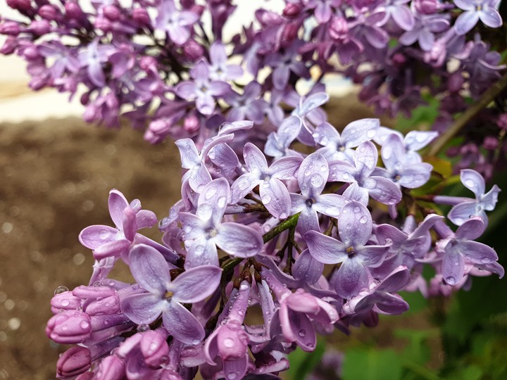 Lilac