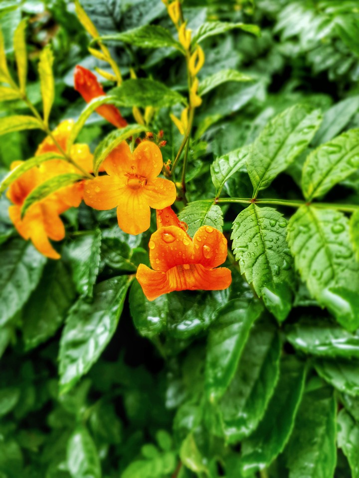 Raindrops :)